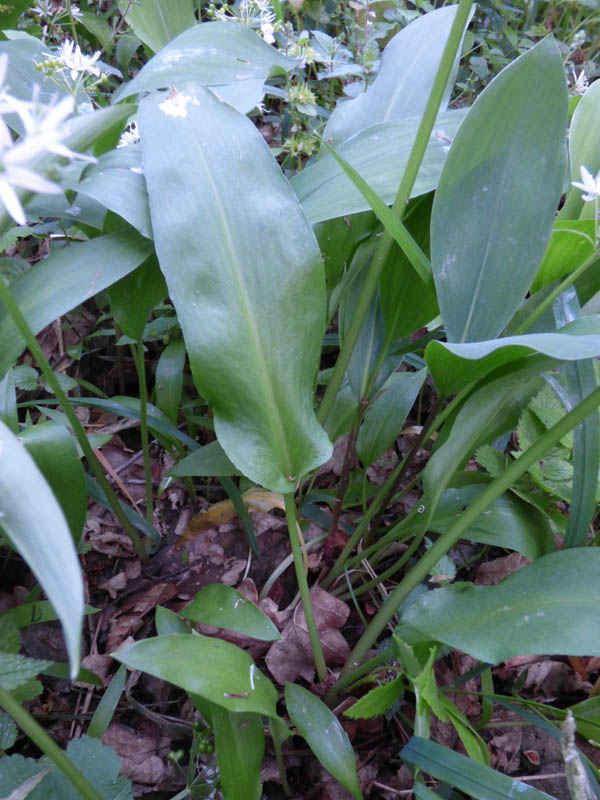 Allium ursinum